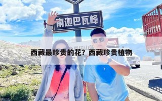 西藏最珍貴的花？西藏珍貴植物