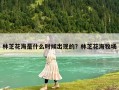 林芝花海是什么時候出現的？林芝花海牧場